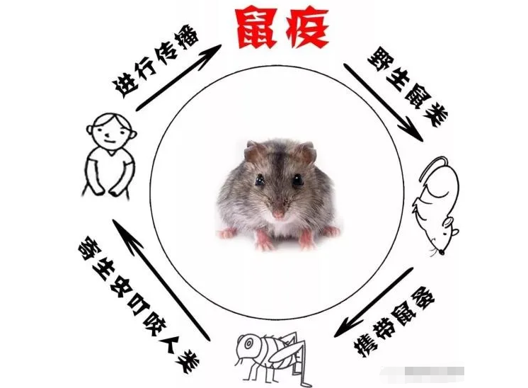 国产超声波骨密度仪科普甲类传染病—鼠疫知识
