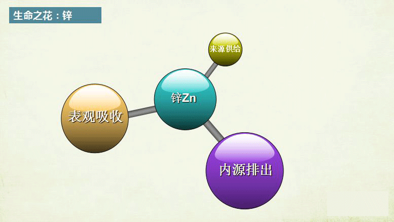 安徽微量元素分析仪|微量锌Zn元素与中医的脾虚关系