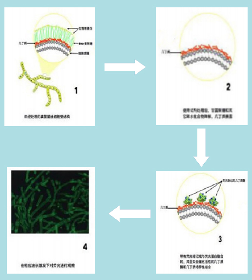 真菌荧光染色液(图2)